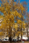 2011_10_15-16_-_Ekaterinburg_-_Golden_autamn_03.JPG